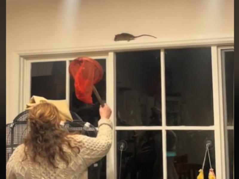 Woman holding a net to catch a rat on the wall