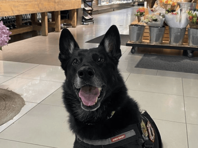 Woolworths Bomb Squad