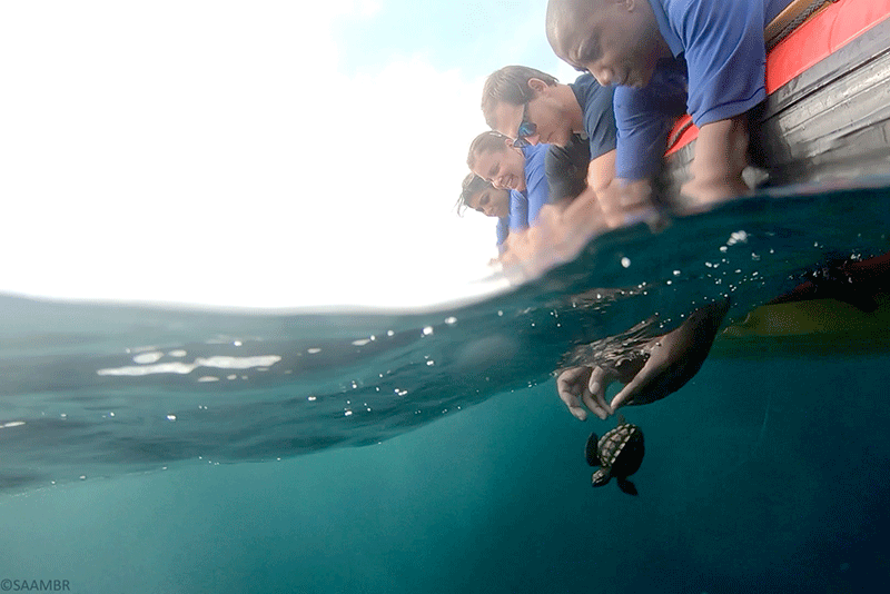 Loggerhead turtles released on World Turtle Day