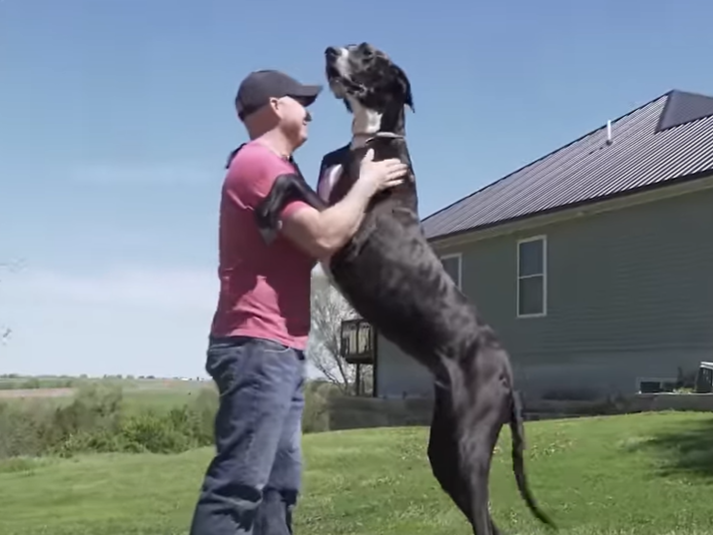World's tallest dog YouTube screenshot
