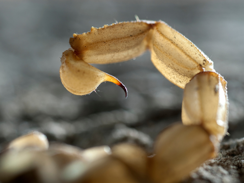 Yellow scorpion