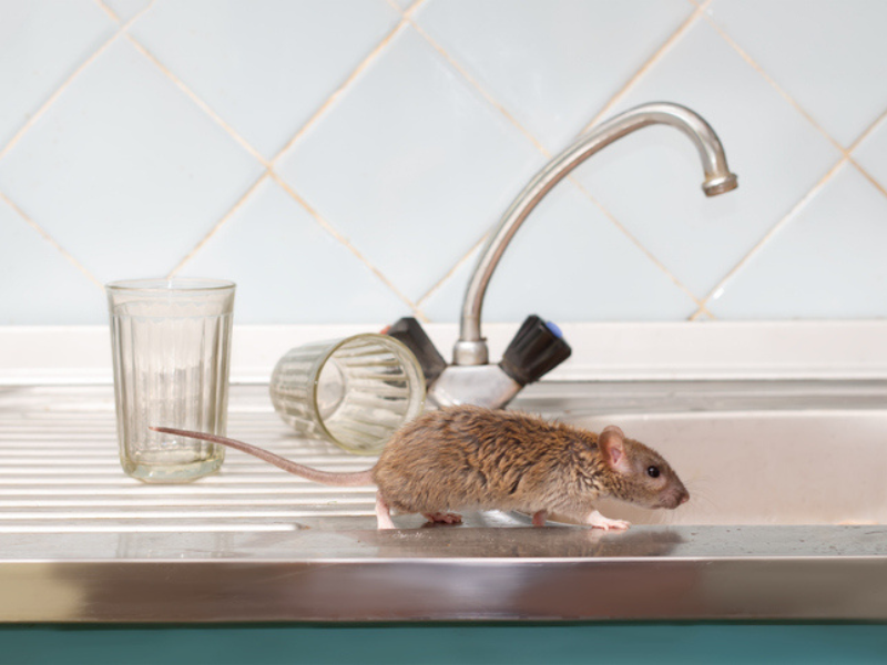 Young rat prowls on the sink inside a kitchen