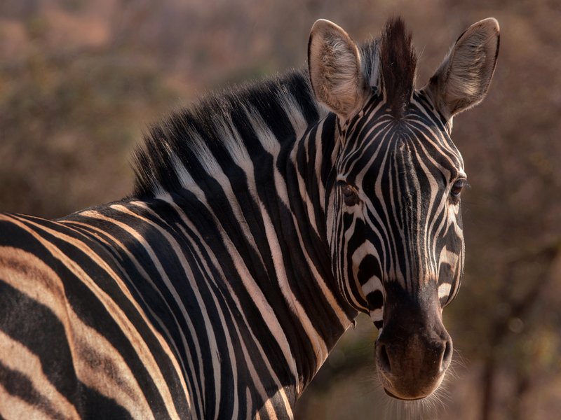 Zebra in Kruger National Park