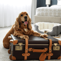 English Cocker Spaniel puts his paws on a suitcase