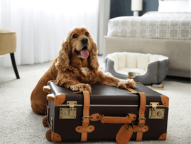 English Cocker Spaniel puts his paws on a suitcase