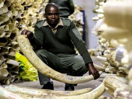 ivory trade