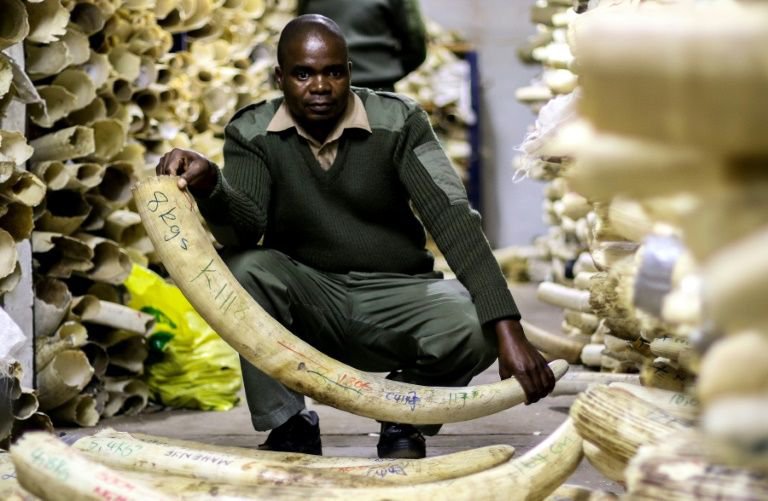 ivory trade