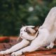 stretching cat