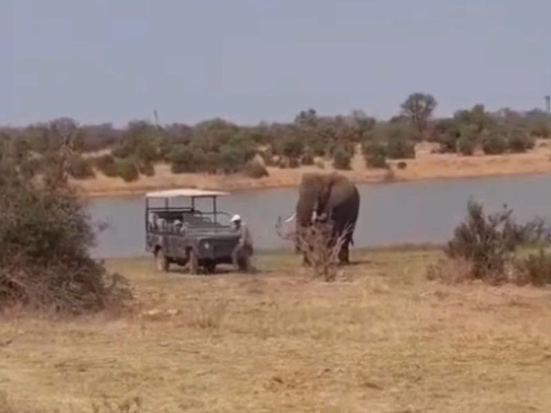WATCH: Elephant rescues car stuck in dam