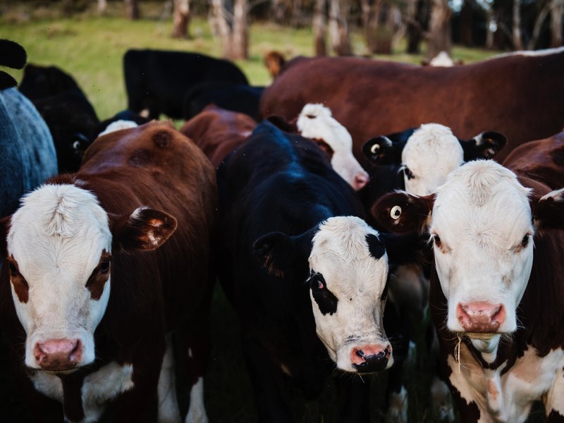 cows