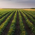 agriculture