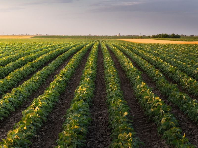 agriculture
