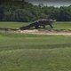 Alligator on golf course