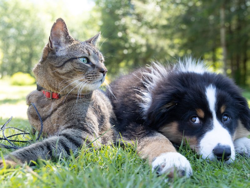 Cats can safely receive blood transfusions.