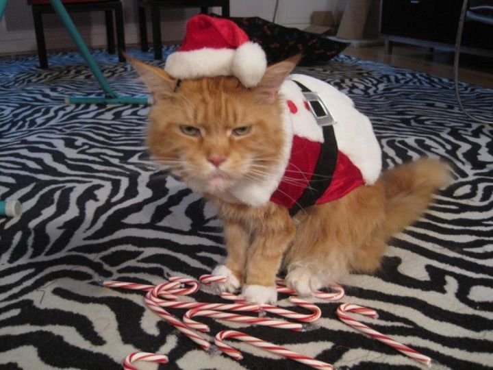 angrychristmas
