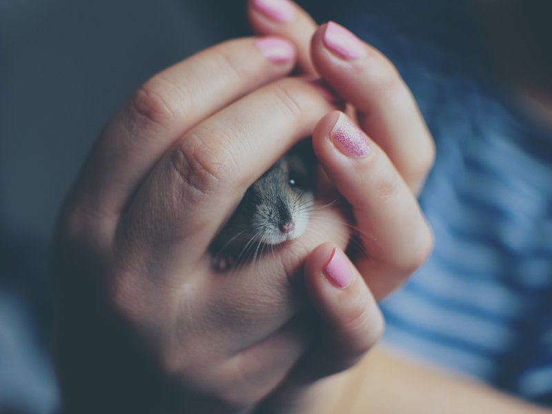 mouse in hands