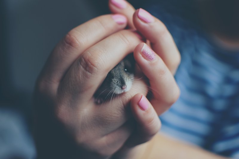 mouse in hands