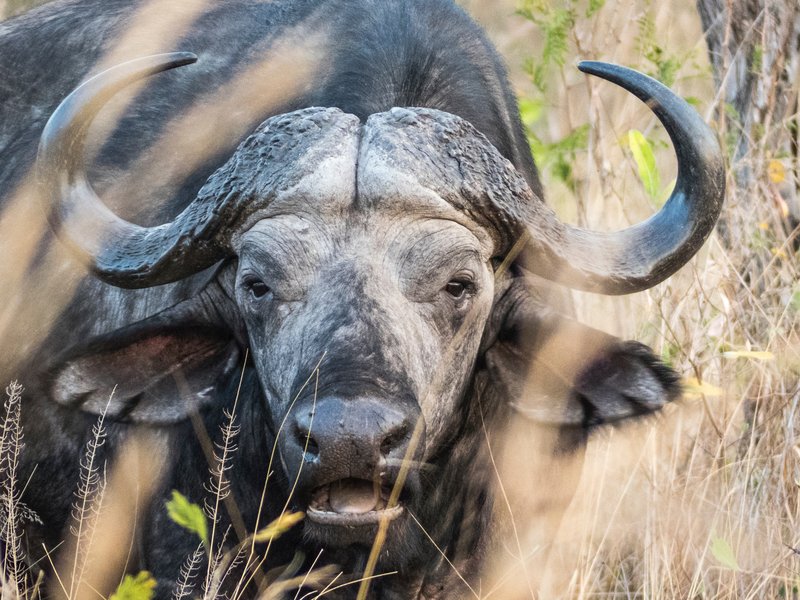 buffalo close up