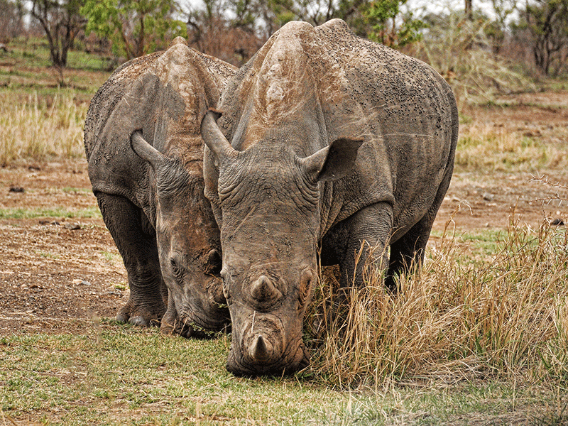 Rhinos