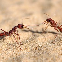 Ants fighting