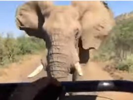 Arnold Schwarzenegger elephant_video