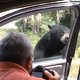 bear opens car door