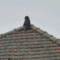 Baboon in Umbilo Durban