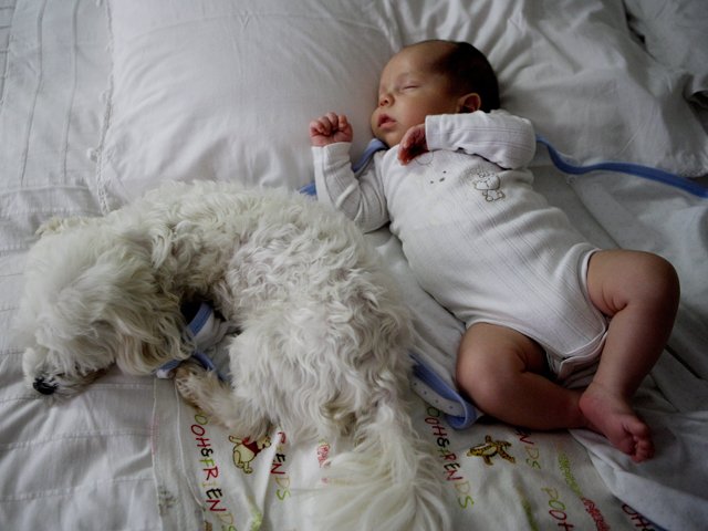 baby_dog_gallo.jpg