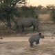 baby-rhino-video