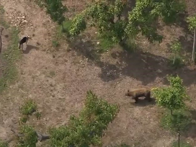 bear chasing dog image scary