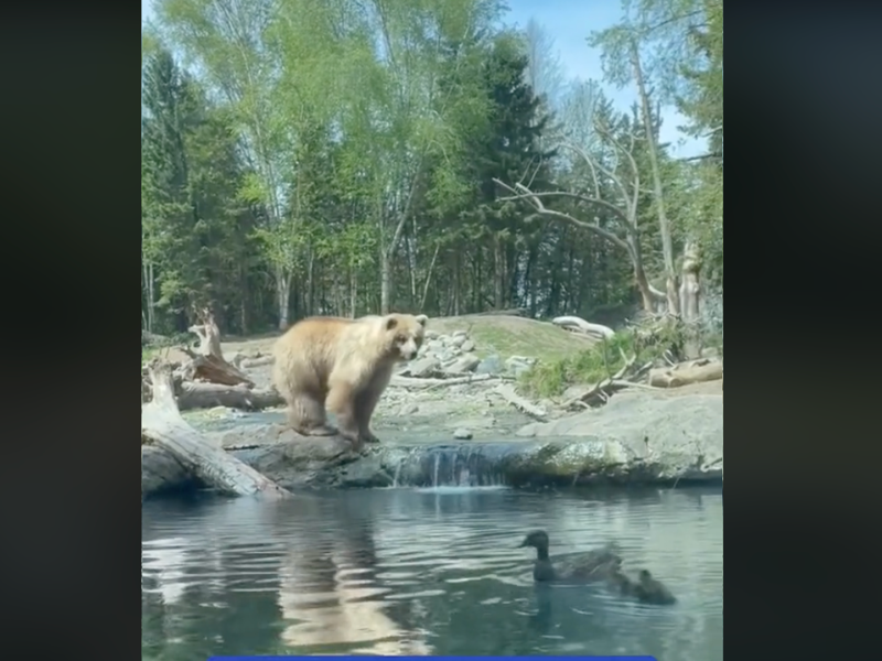 Bear and duck