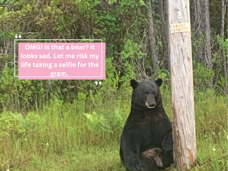Black bear on the side of the road