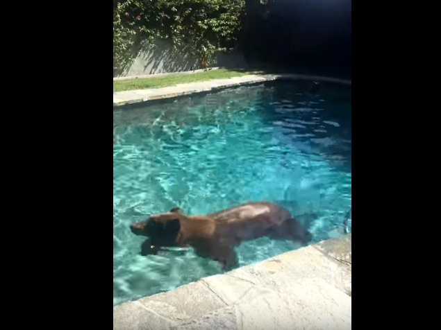 bear swims in pool