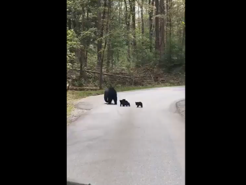 Mama bear and her cubs crossing the road will melt your heart