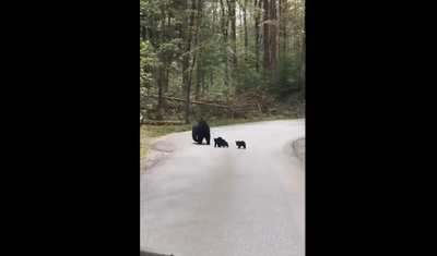 Mama bear and her cubs crossing the road will melt your heart