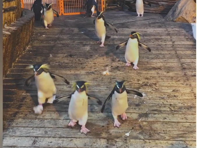 penguins