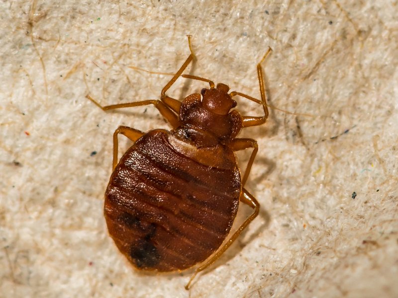 Bed Bug