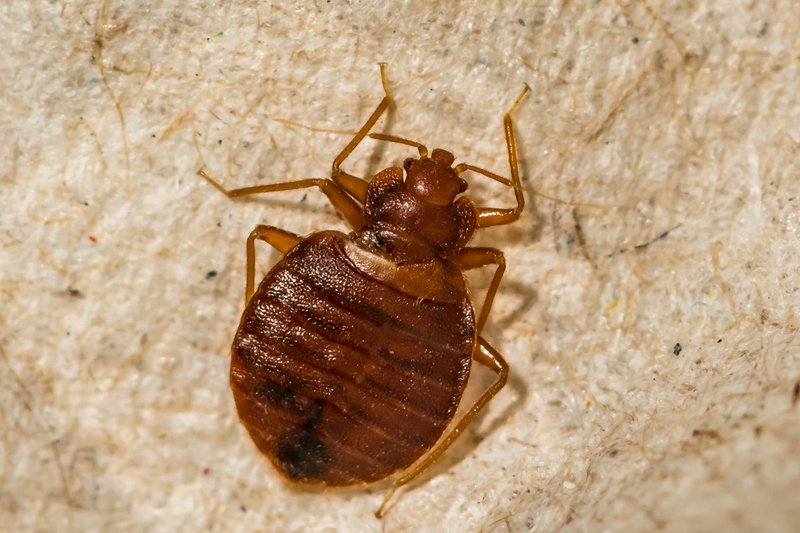 Traveling Tips How To Avoid Bed Bugs