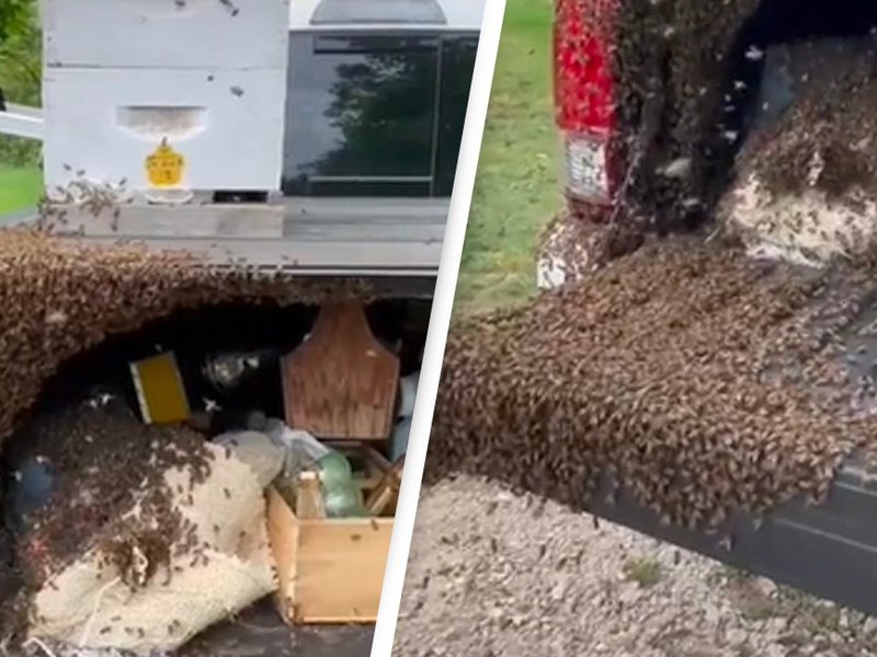 bee hive