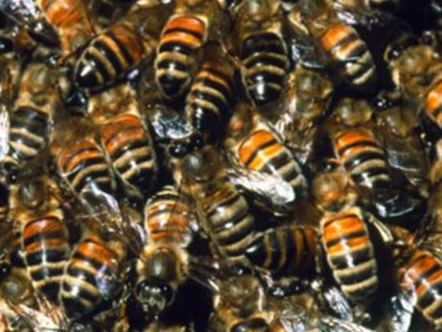 bees.PNG