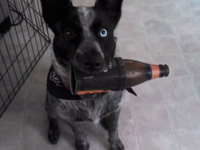bennet_dog_beer.jpg