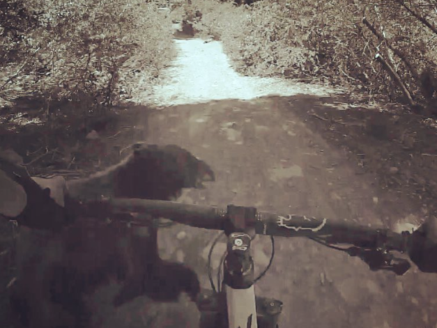 Biker hits bear