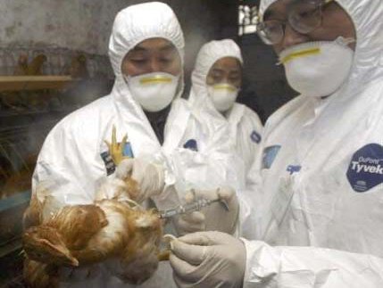 bird-flu.jpg
