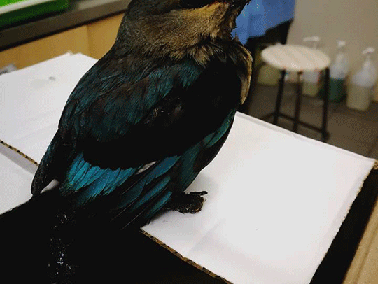 Effects of bird repellant gels