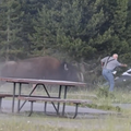 Grandfather thrown more than 2m in air by charging bison