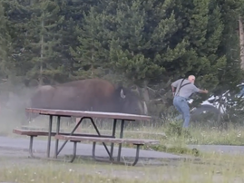 Grandfather thrown more than 2m in air by charging bison