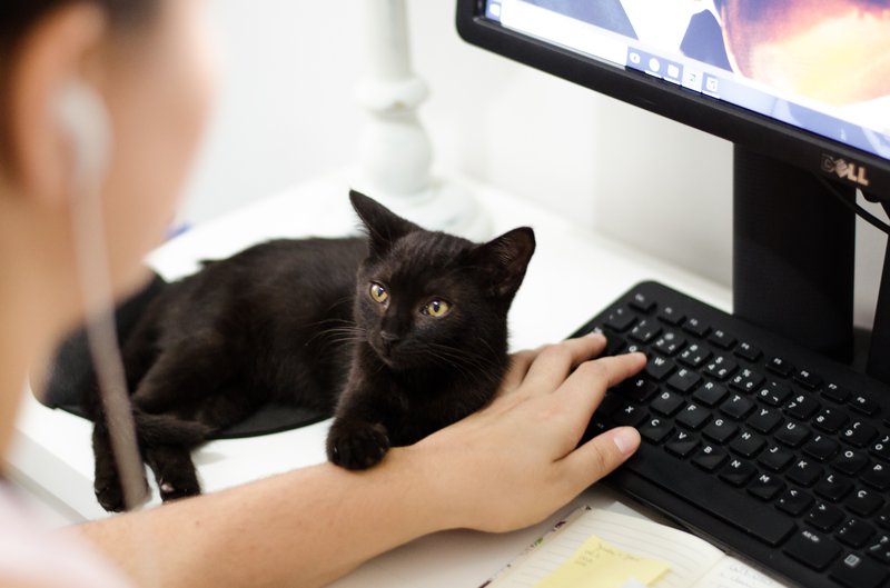 black cat at desk