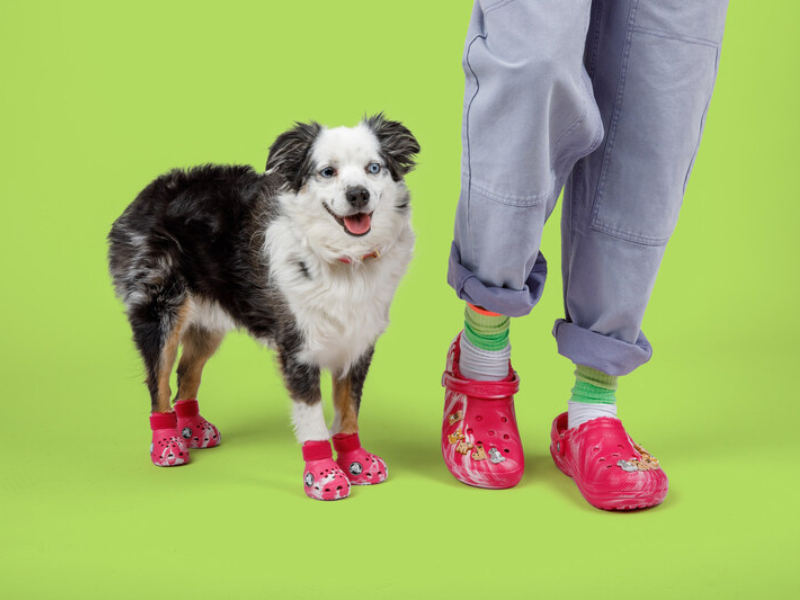 Black and white dog wearing Crocs