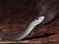 black mamba.jpg