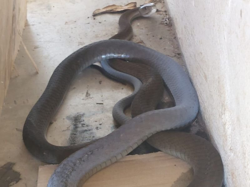 An image of a black mamba in Escombe